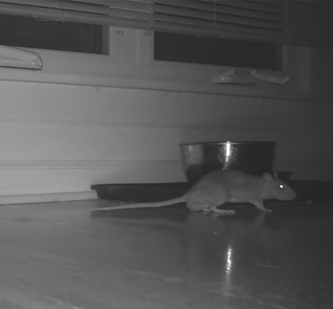 Rodent Control in Des Moines Preferred Pest Control